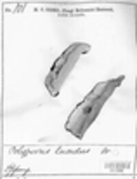 Polyporus lucidus image